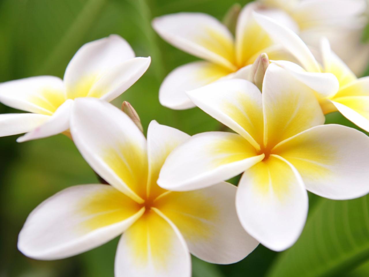 Guide to Hawaiian Flowers – Pick Hawaiian Flowers